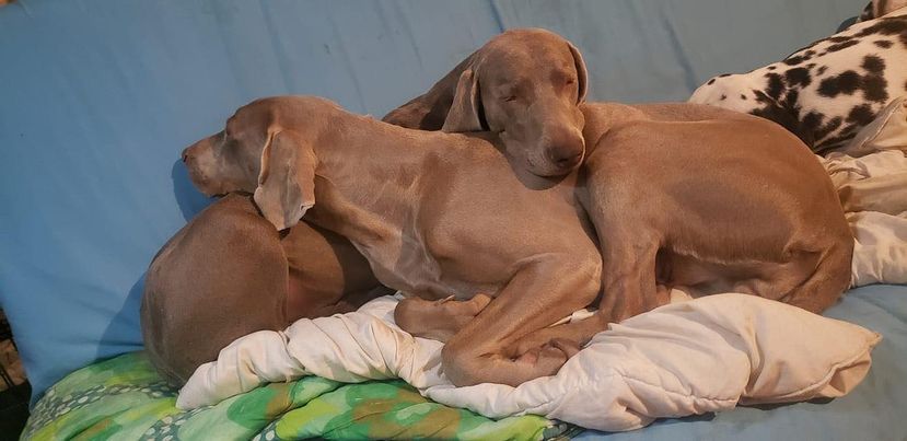 Pippa (Sans Affixe)